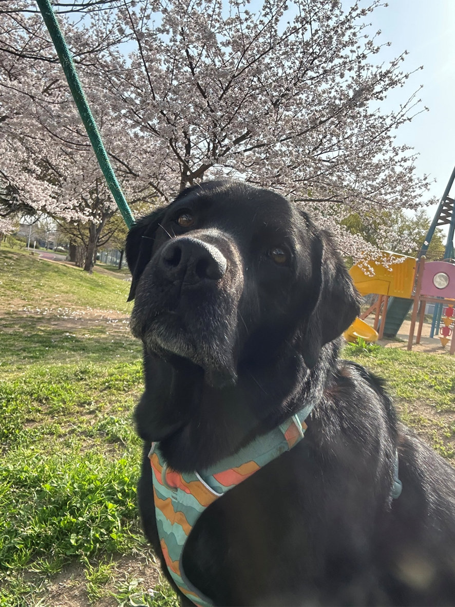 �R�����ʐ^