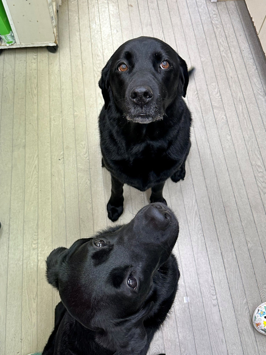 �R�����ʐ^