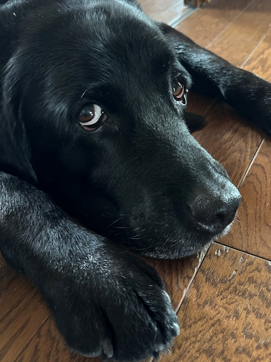 �R�����ʐ^